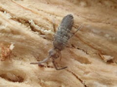 Entomobrya unostrigata