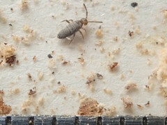 Entomobrya unostrigata