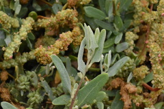 Atripliceae