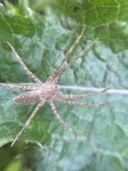 Pisaurina
