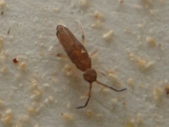 Willowsia nigromaculata