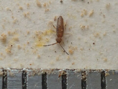 Willowsia nigromaculata