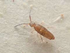 Willowsia nigromaculata