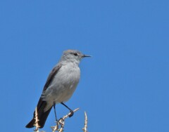 Muscisaxicola rufivertex