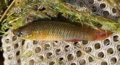 Fundulus rubrifrons