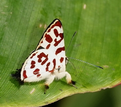 Anteros bracteata