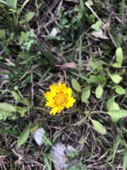 Coreopsis nuecensis