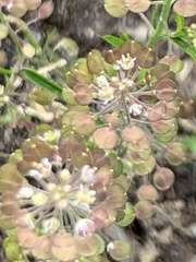 Lepidium lasiocarpum