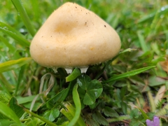 Stropharia coronilla