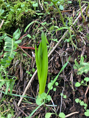 Camassia