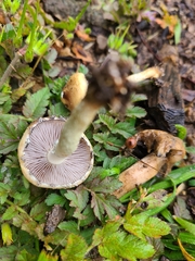 Stropharia coronilla