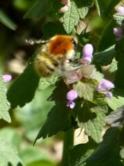 Bombus muscorum