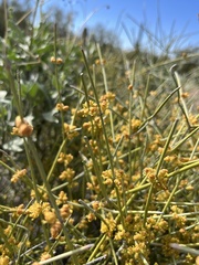 Ephedra