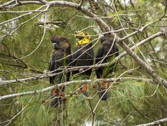 Calyptorhynchus
