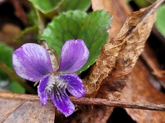 Viola sororia