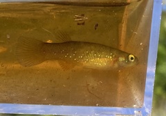 Fundulus chrysotus