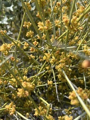 Ephedra