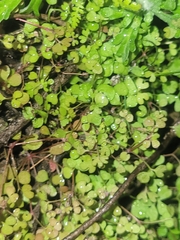 Pterostegia drymarioides