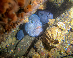 Anarrhichthys ocellatus