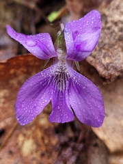 Viola sororia