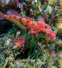 Artedius harringtoni