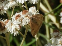 Pyraustinae
