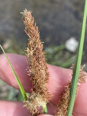 Carex emoryi