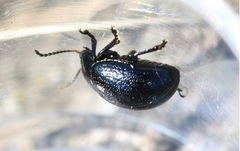Chrysolina haemoptera