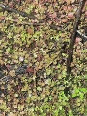 Pterostegia drymarioides