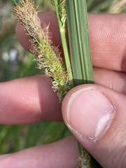 Carex emoryi
