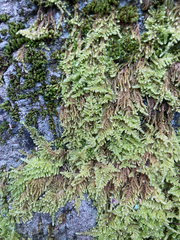 Stereodon subimponens