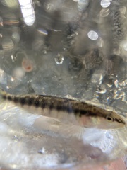 Percina nigrofasciata