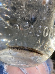 Percina nigrofasciata