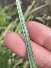 Carex emoryi