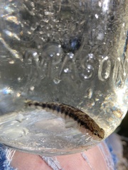 Percina nigrofasciata