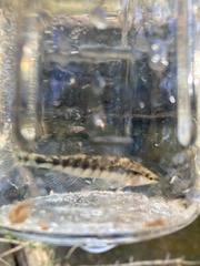 Percina nigrofasciata