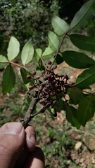 Zanthoxylum melanostictum