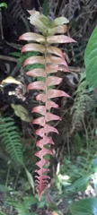 Blechnum occidentale