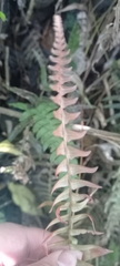 Blechnum occidentale
