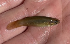 Fundulus chrysotus
