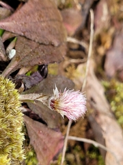 Antennaria solitaria