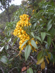 Bidens micrantha