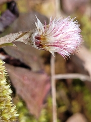 Antennaria solitaria