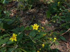 Wedelia urticaefolia