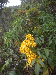 Bidens micrantha