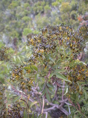 Bidens micrantha