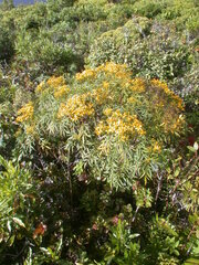 Bidens micrantha