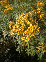 Bidens micrantha