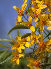 Bidens micrantha
