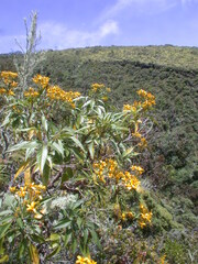 Bidens micrantha